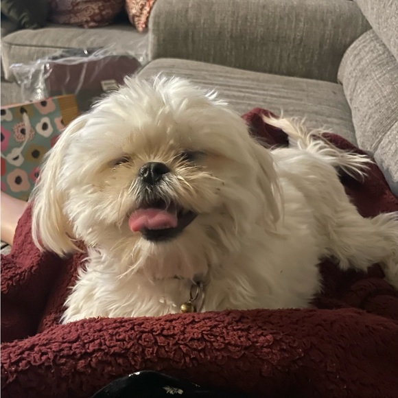 Meet your Posher, Helen - Picture 3 of 9